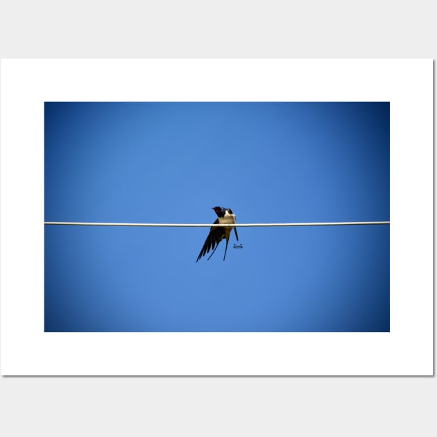 Tightrope Bird/ Swiss Artwork Photography Wall Art by RaphaelWolf